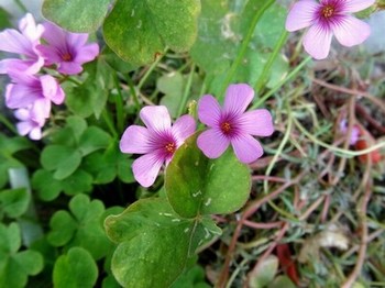 小蜜蜂免费观看