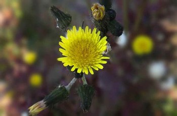 草莓棉花糖免费观看